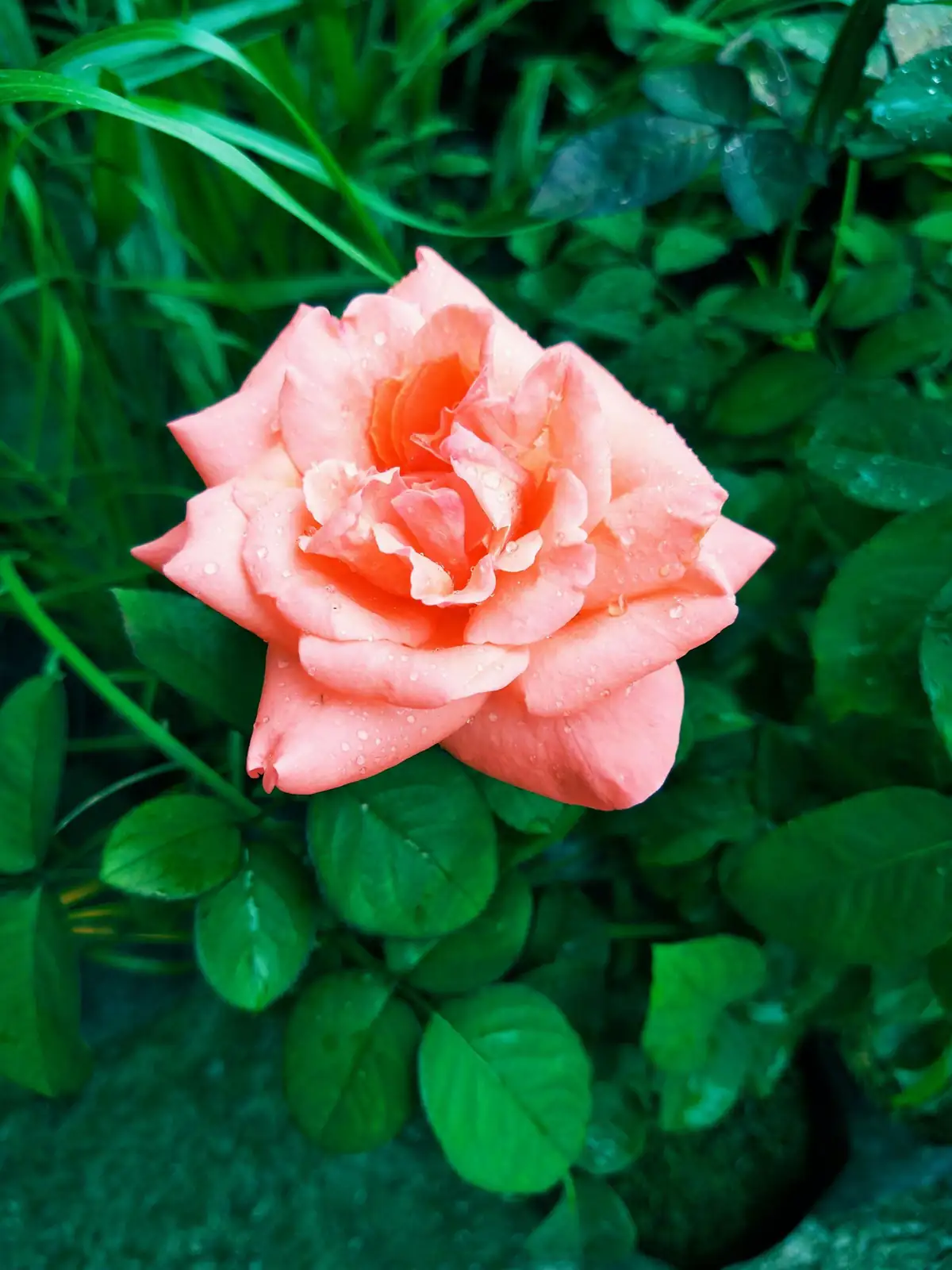 گلاب (Rosa rugosa) — اضافی منظر