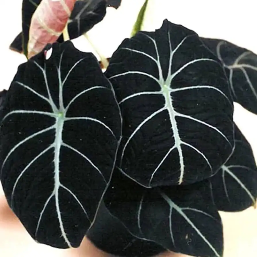 എലിഫന്റ്സ് ഇയർ (Alocasia spp.) — ചുറ്റുപാടിൽ