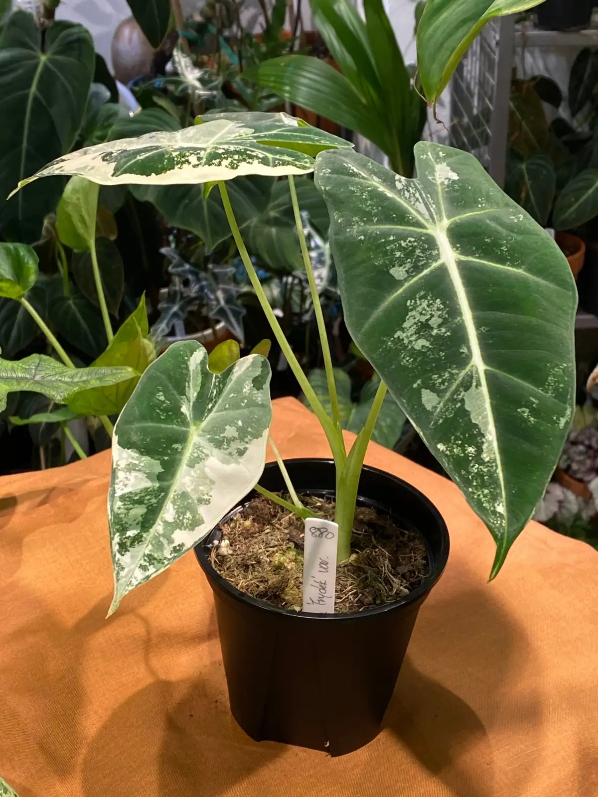 എലിഫന്റ്സ് ഇയർ (Alocasia spp.) — വിശദാംശം