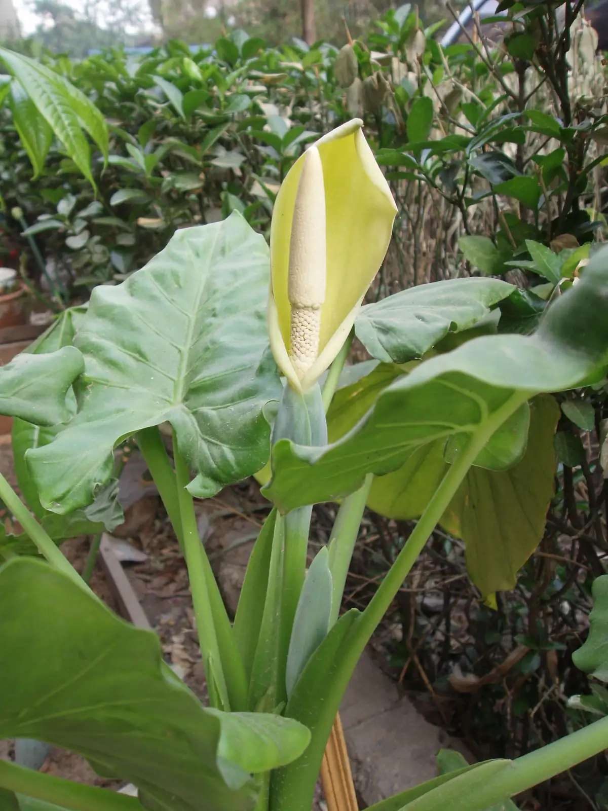 എലിഫന്റ്സ് ഇയർ (Alocasia spp.) — അടുത്ത കാഴ്ച