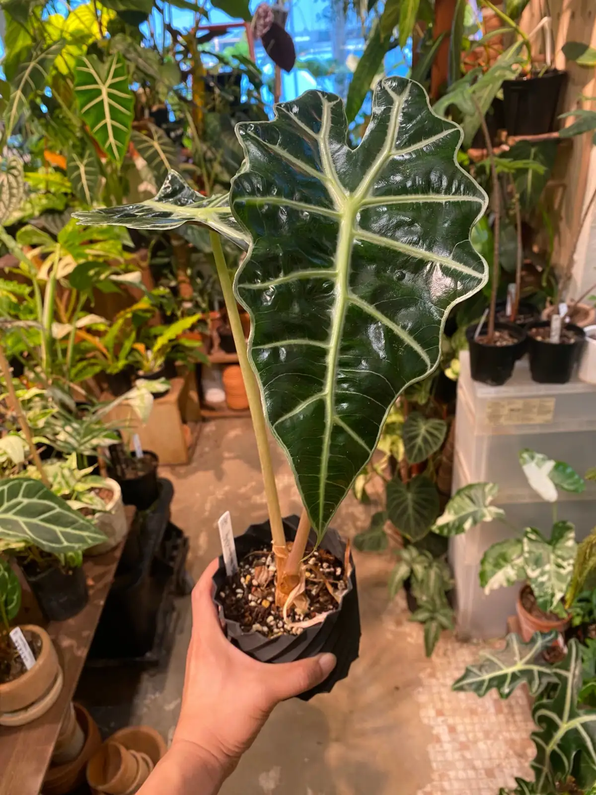 എലിഫന്റ്സ് ഇയർ (Alocasia spp.) — അധിക കാഴ്ച