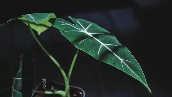 എലിഫന്റ്സ് ഇയർ (Alocasia spp.) — അധിക കാഴ്ച