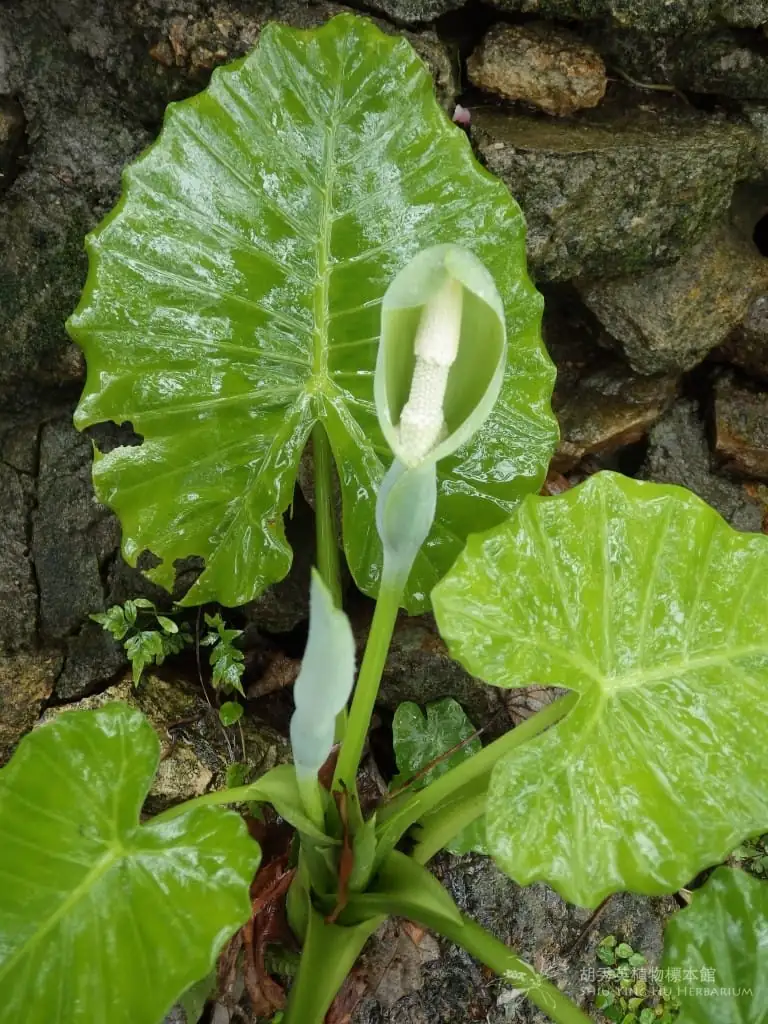 എലിഫന്റ്സ് ഇയർ (Alocasia spp.) — പ്രധാന കാഴ്ച