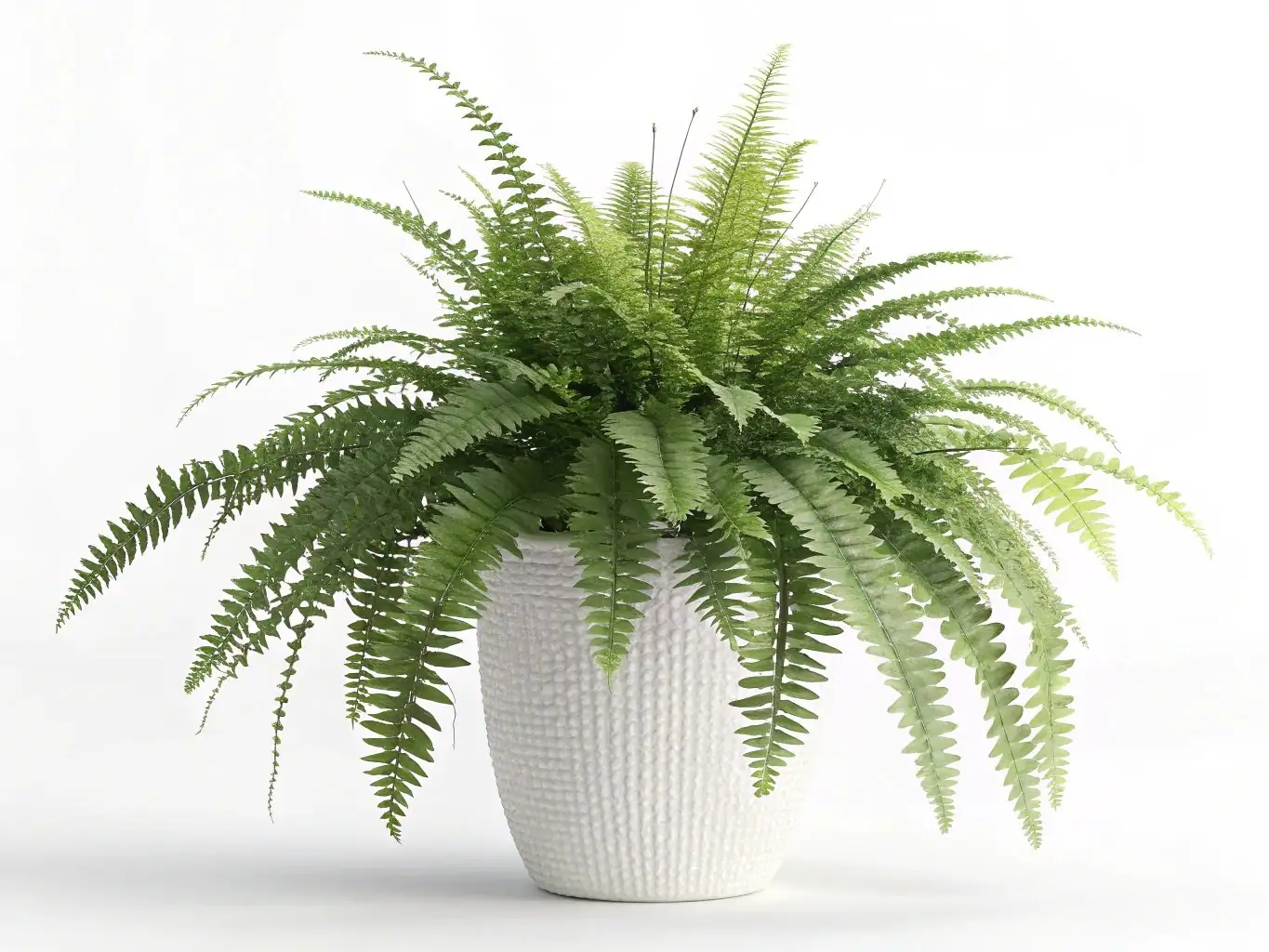 Boston Fern (Nephrolepis exaltata) — trong không gian