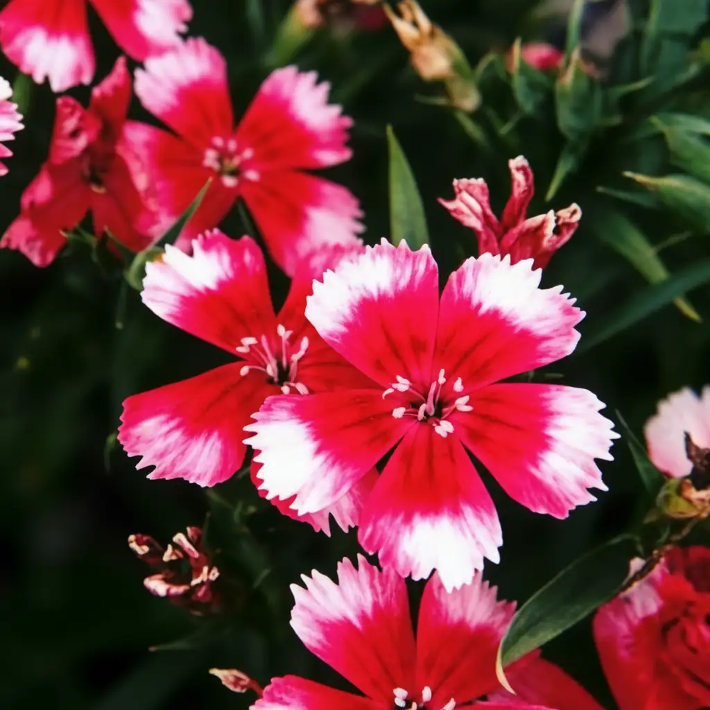Pink ya Kichina (Dianthus chinensis) — maelezo