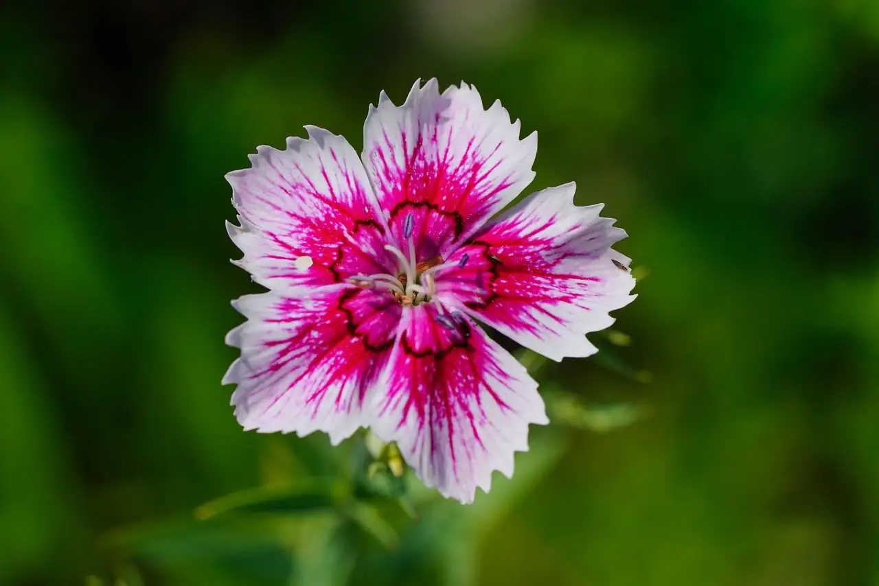 Pink ya Kichina (Dianthus chinensis) — mwonekano wa ziada