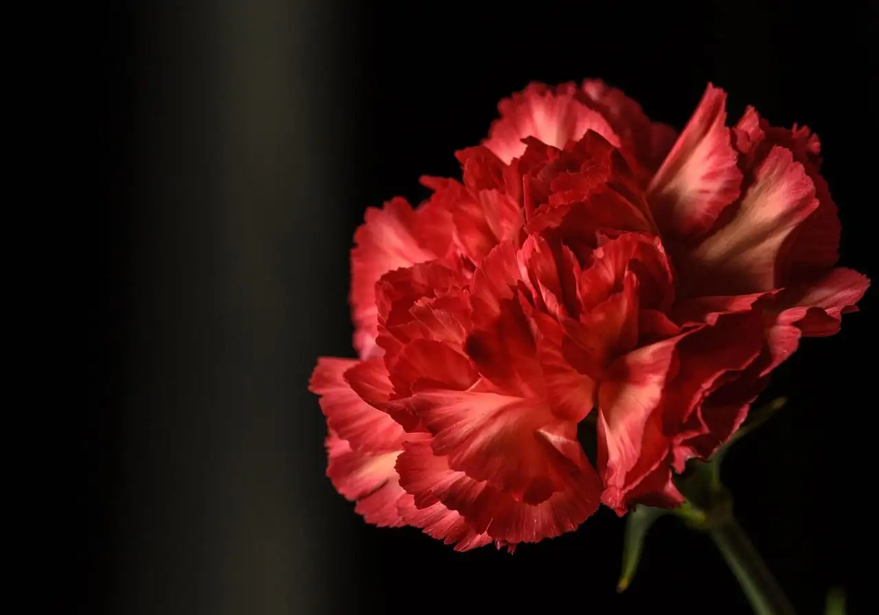 Pink ya Kichina (Dianthus chinensis) — mwonekano mkuu