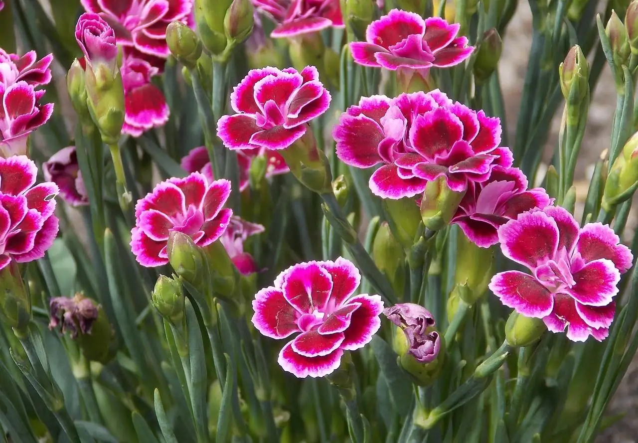 Pink ya Kichina (Dianthus chinensis) — mwonekano wa ziada