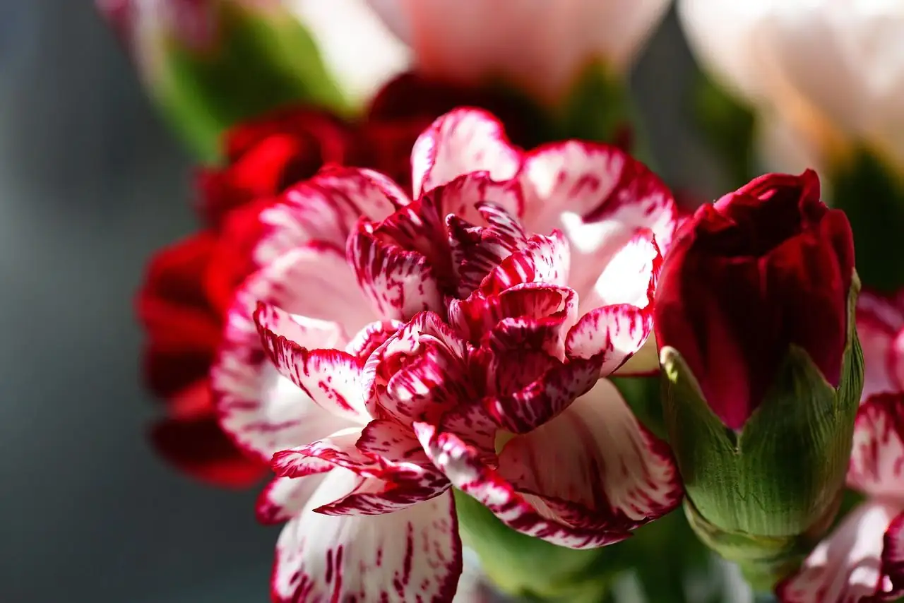 Pink ya Kichina (Dianthus chinensis) — katika mpangilio