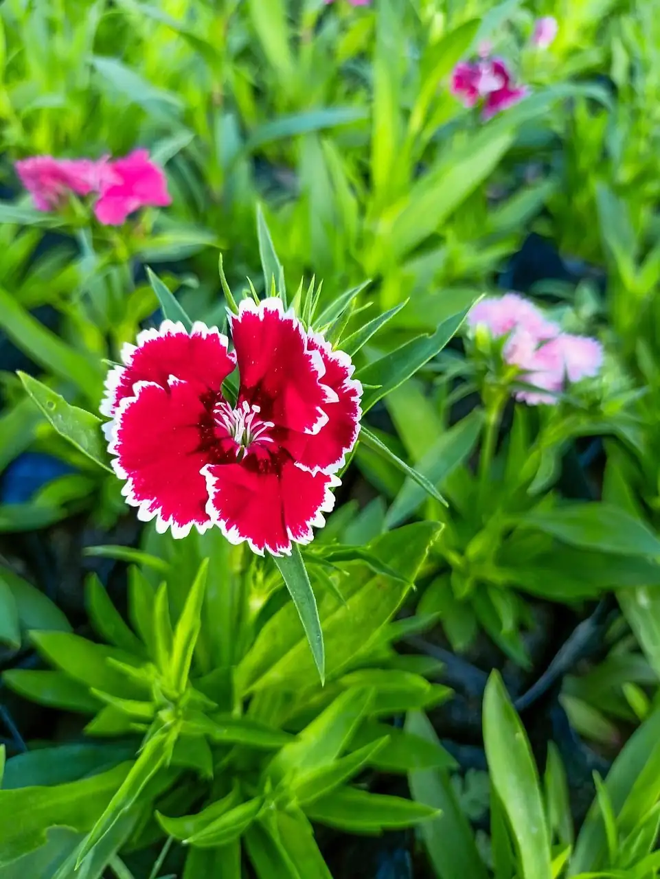 Pink ya Kichina (Dianthus chinensis) — mwonekano wa ziada