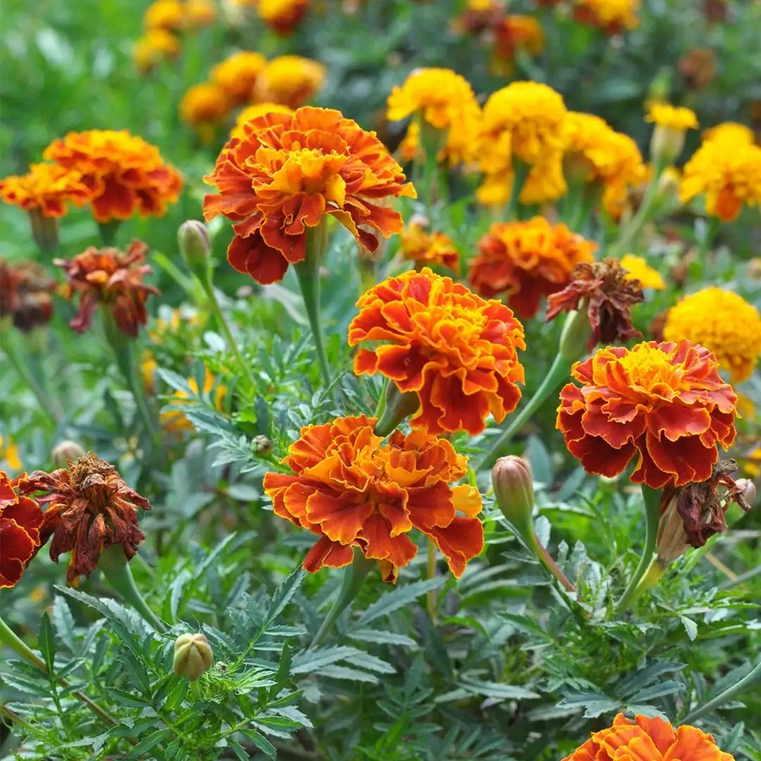 French Marigold (Tagetes patula) — ମୁଖ୍ୟ ଦୃଶ୍ୟ