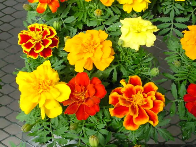 French Marigold (Tagetes patula) — ପରିବେଶରେ