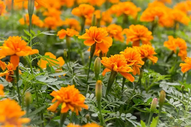 French Marigold (Tagetes patula) — ଅତିରିକ୍ତ ଦୃଶ୍ୟ