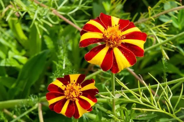French Marigold (Tagetes patula) — କ୍ଲୋଜଅପ୍