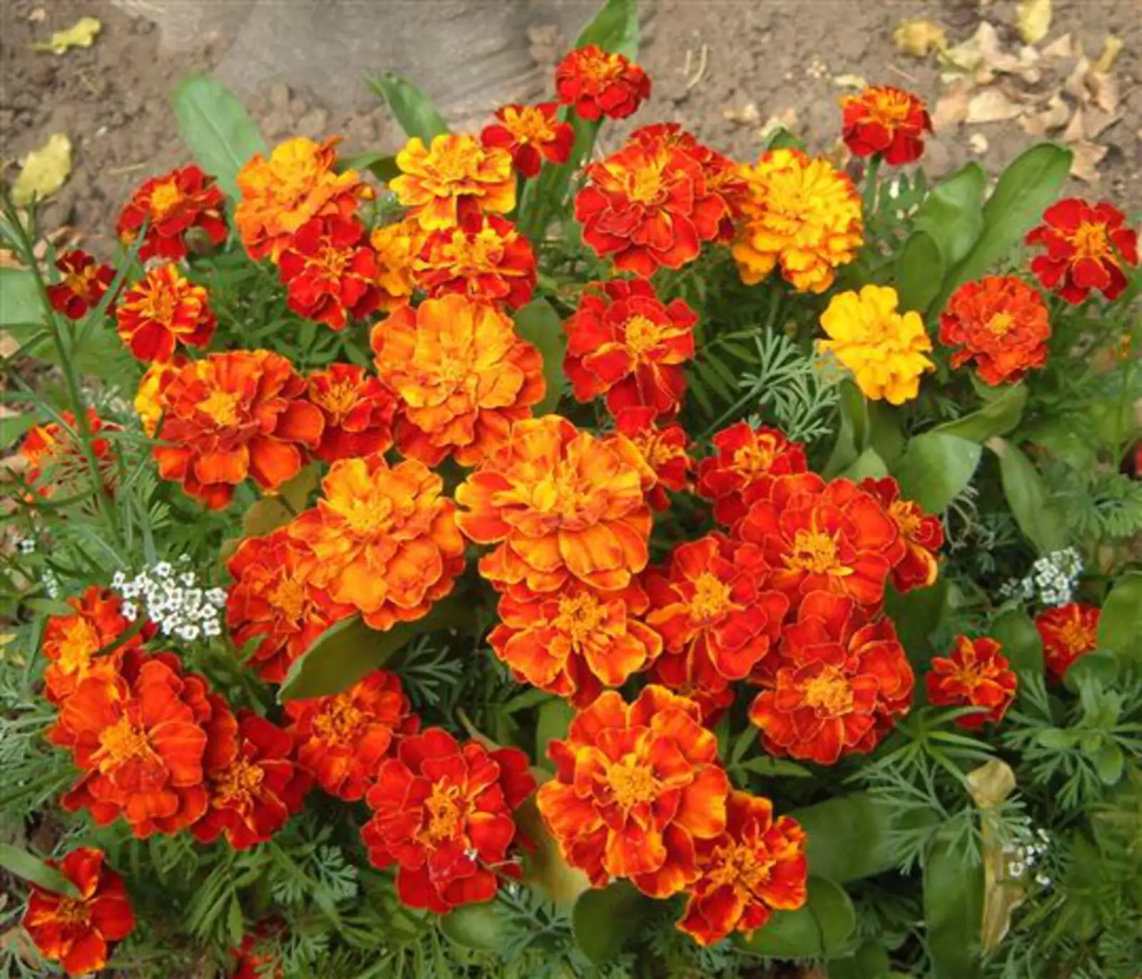 French Marigold (Tagetes patula) — ବିବରଣୀ
