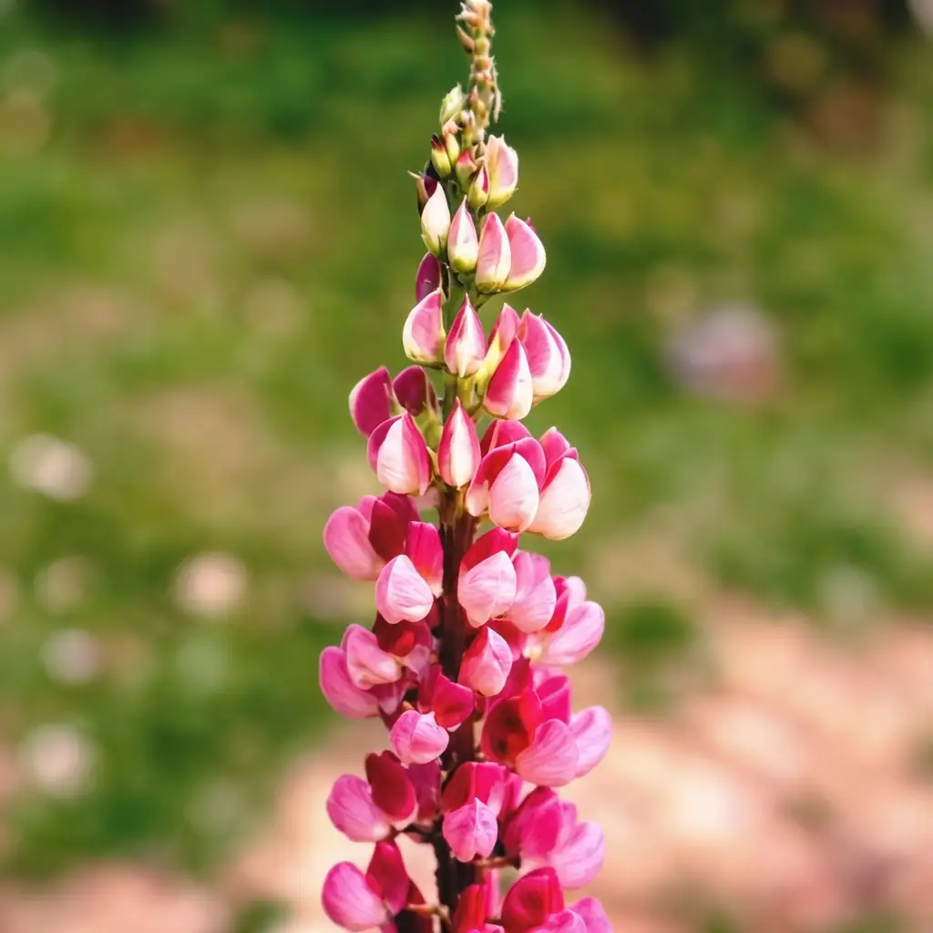 ลูปิน (Lupinus polyphyllus) — ภาพหลัก
