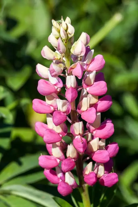 ลูปิน (Lupinus polyphyllus) — ภาพเพิ่มเติม
