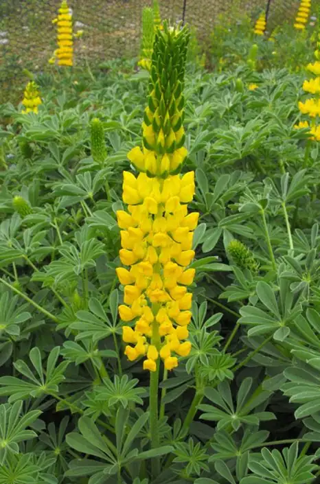 ลูปิน (Lupinus polyphyllus) — ภาพระยะใกล้
