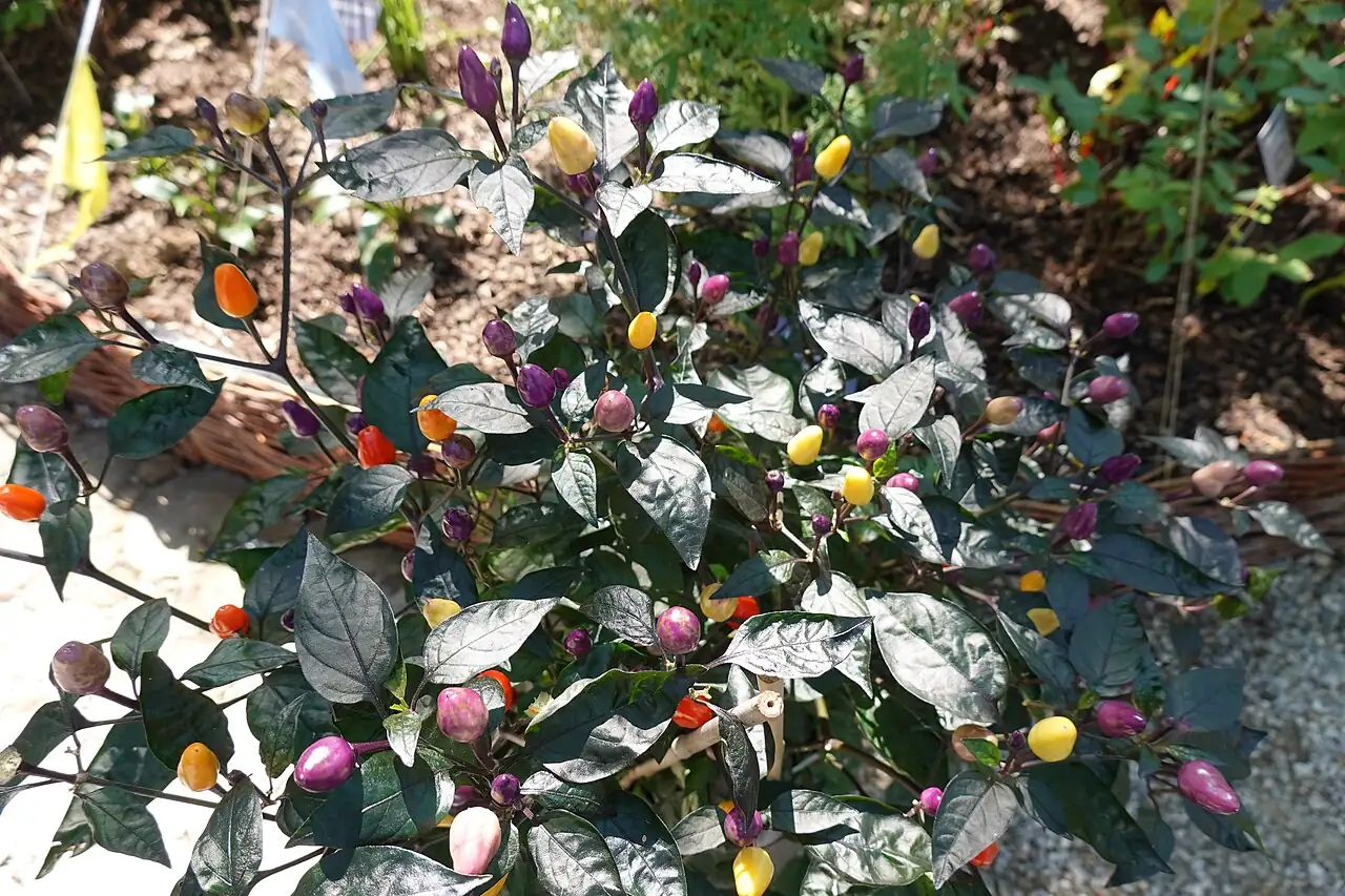 ଶୋଭାତ୍ମକ ଲଙ୍କା (Capsicum annuum) — ପରିବେଶରେ