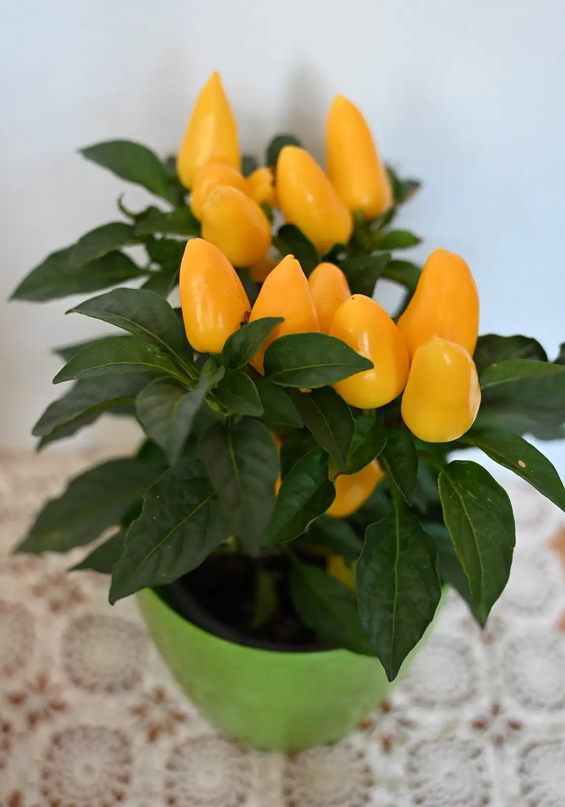 ଶୋଭାତ୍ମକ ଲଙ୍କା (Capsicum annuum) — ଅତିରିକ୍ତ ଦୃଶ୍ୟ