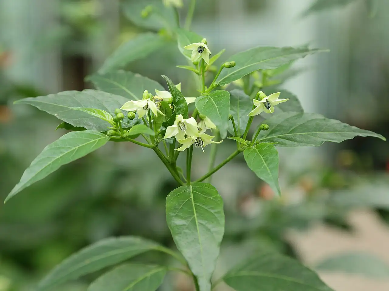 ଶୋଭାତ୍ମକ ଲଙ୍କା (Capsicum annuum) — ଅତିରିକ୍ତ ଦୃଶ୍ୟ