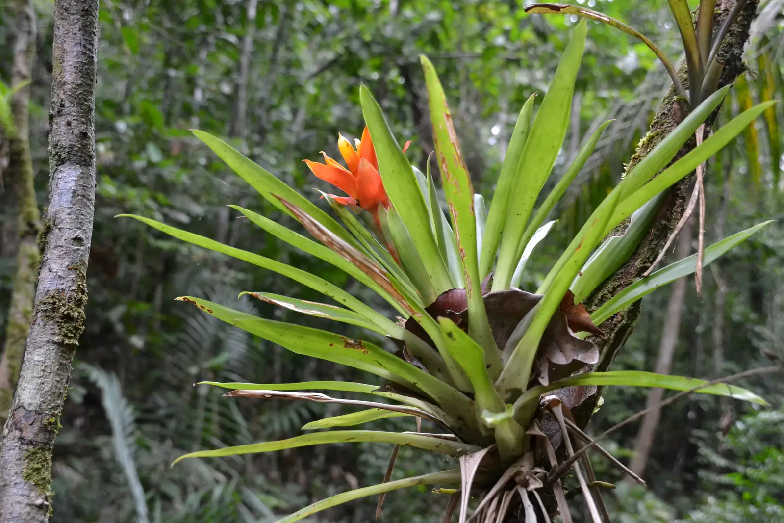 Guzmania (Guzmania insignis) — ଅତିରିକ୍ତ ଦୃଶ୍ୟ