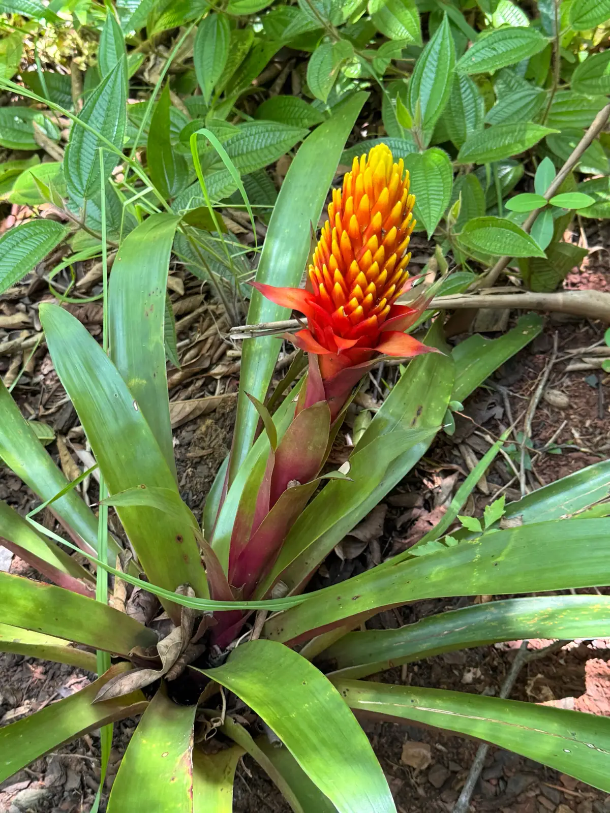 Guzmania (Guzmania insignis) — ଅତିରିକ୍ତ ଦୃଶ୍ୟ