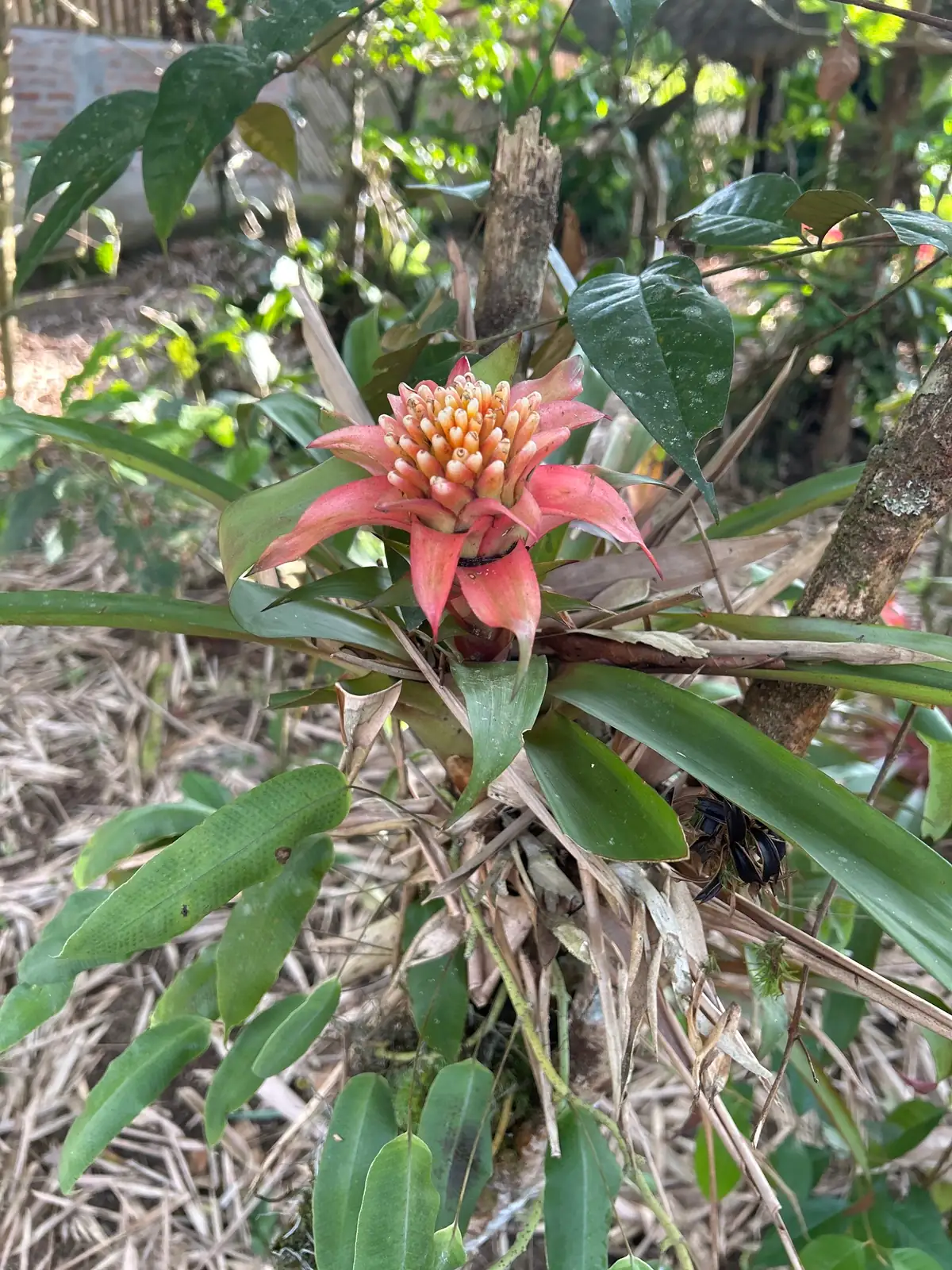 Guzmania (Guzmania insignis) — ଅତିରିକ୍ତ ଦୃଶ୍ୟ