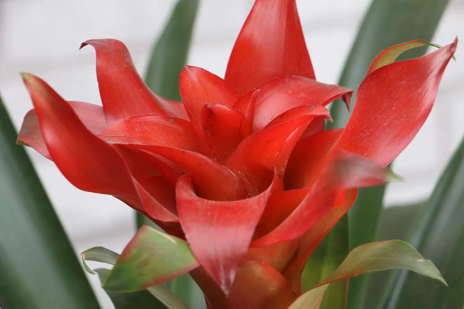Guzmania (Guzmania insignis) — କ୍ଲୋଜଅପ୍