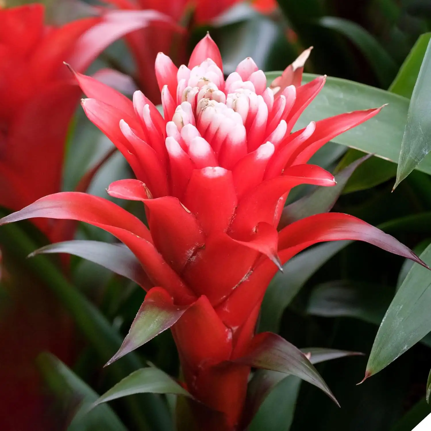 Guzmania (Guzmania insignis) — ପରିବେଶରେ