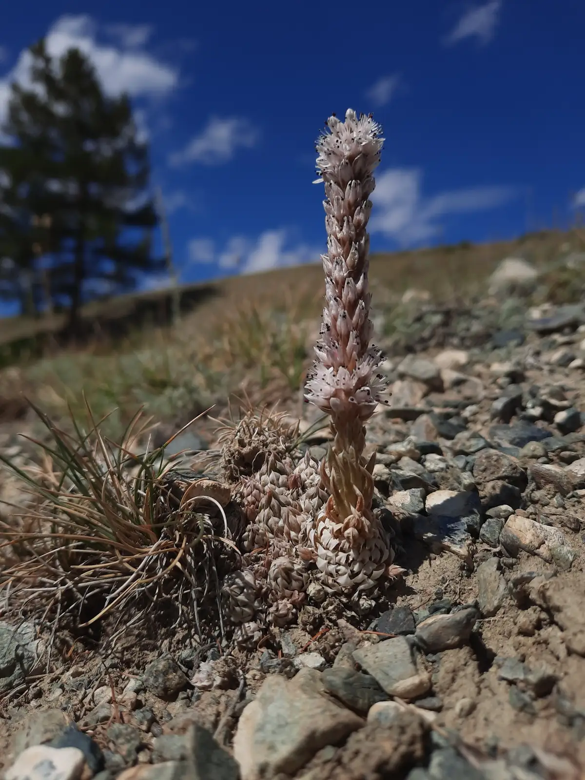 Dunce Cap Succulent (Orostachys furusei) — vue supplémentaire