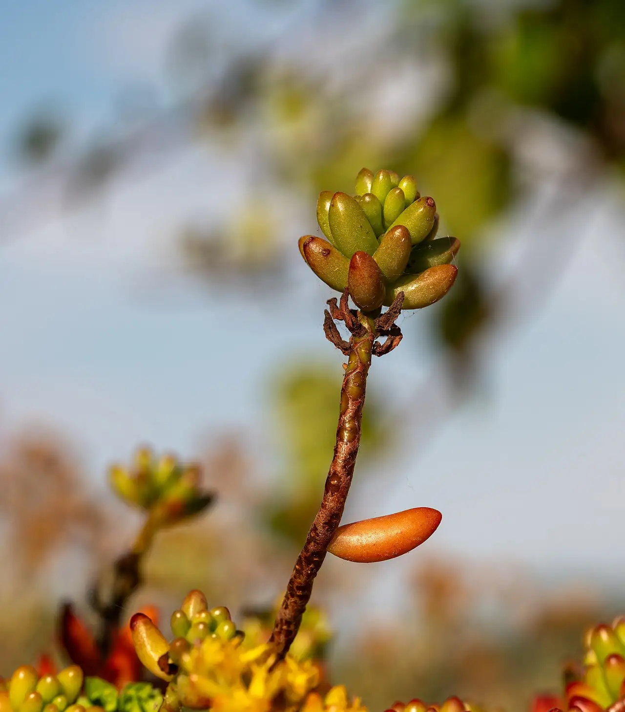 Plante Jelly Bean (Sedum rubrotinctum) — vue supplémentaire