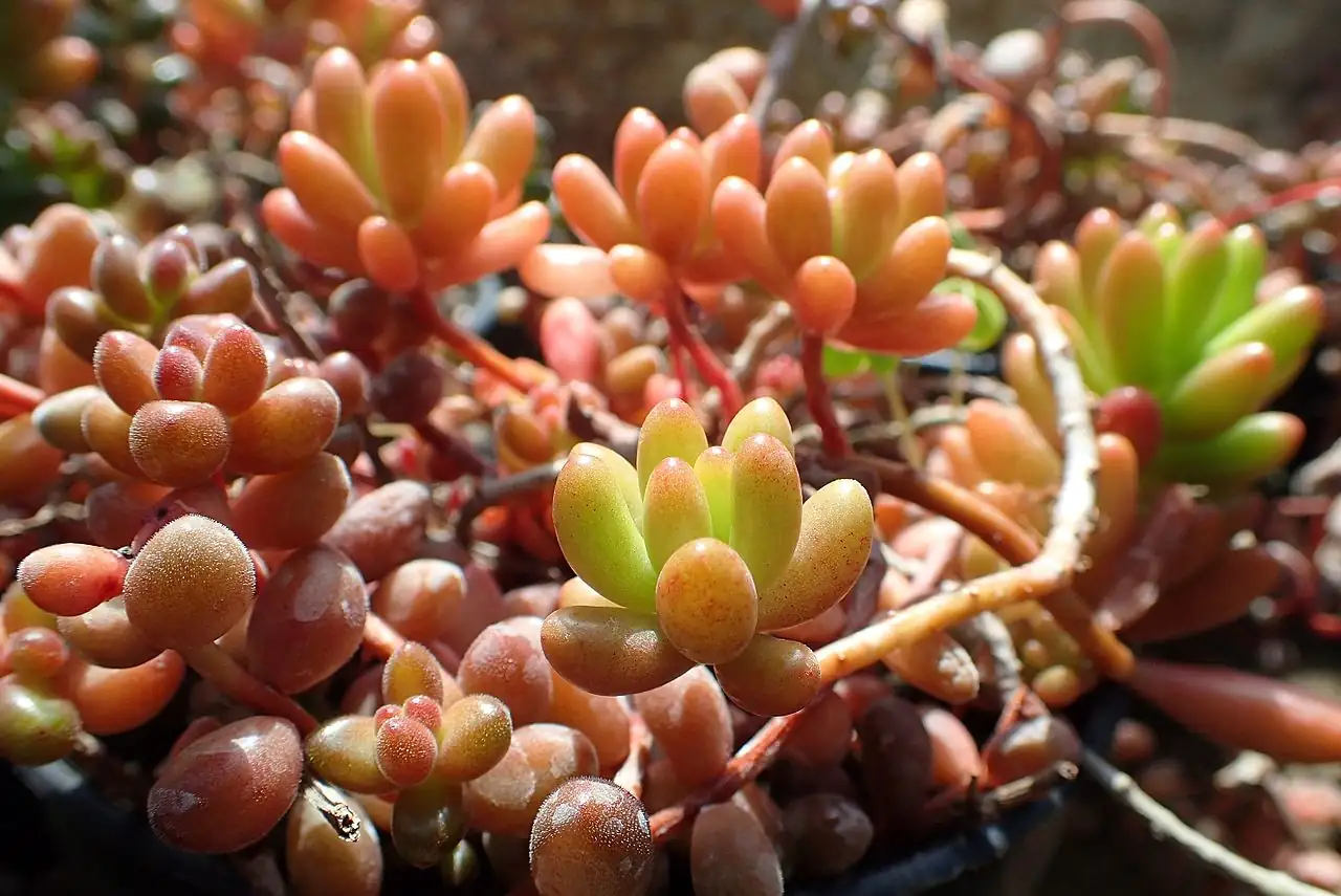 Plante Jelly Bean (Sedum rubrotinctum) — en situation