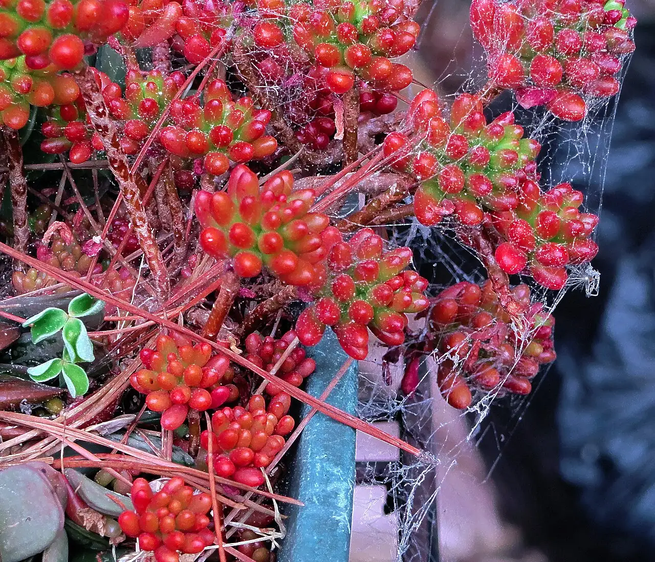 Plante Jelly Bean (Sedum rubrotinctum) — détail