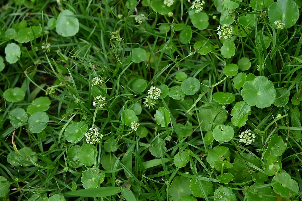 Brazilian Pennywort (Hydrocotyle umbellata) — vue supplémentaire