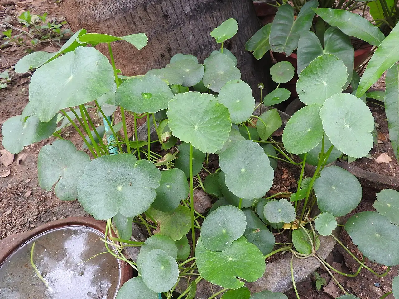 Brazilian Pennywort (Hydrocotyle umbellata) — vue supplémentaire
