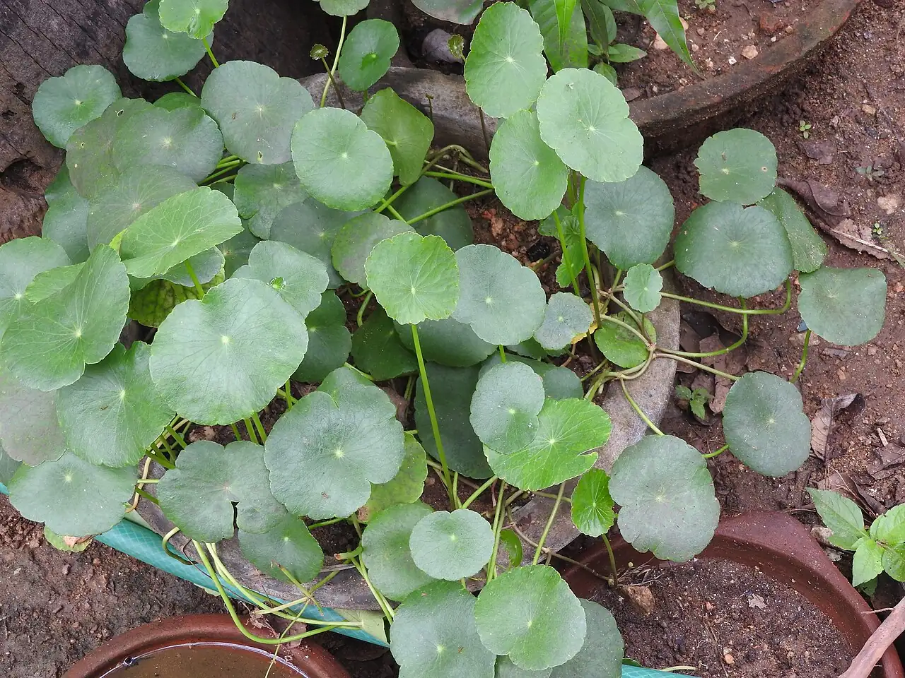 Brazilian Pennywort (Hydrocotyle umbellata) — vue supplémentaire