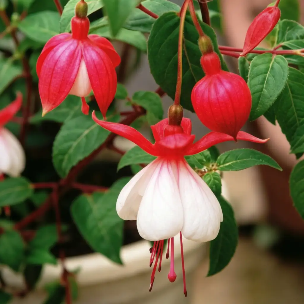 倒挂金钟 (Fuchsia × hybrida) — 细节