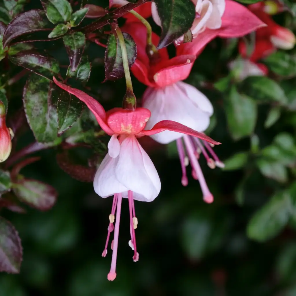 倒挂金钟 (Fuchsia × hybrida) — 主图
