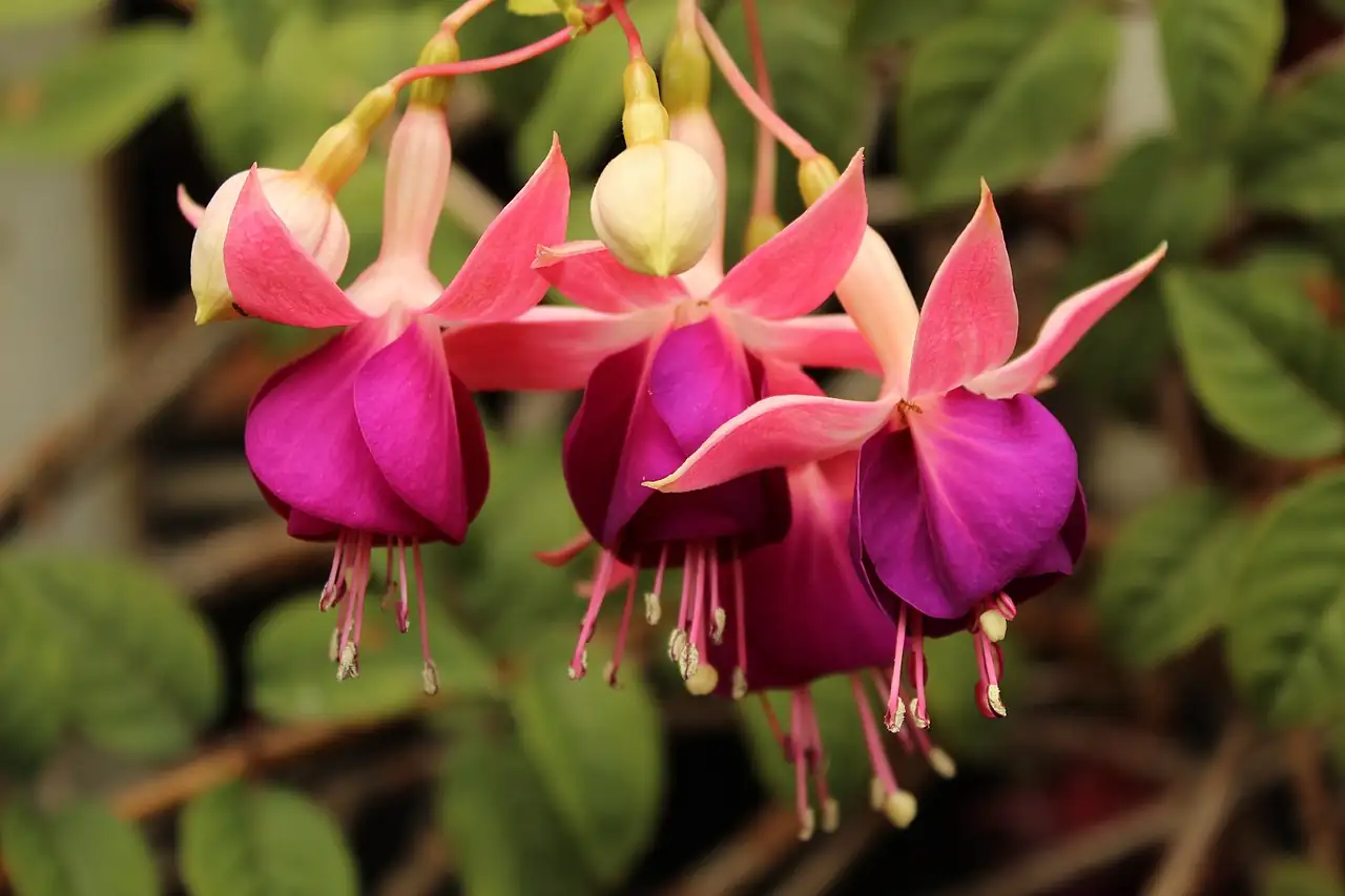 倒挂金钟 (Fuchsia × hybrida) — 环境展示