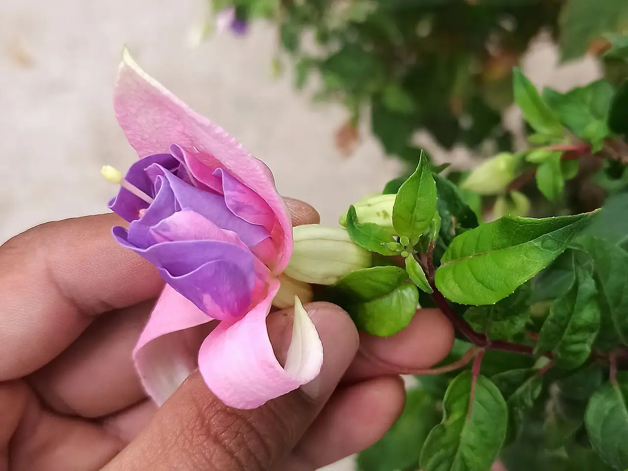 倒挂金钟 (Fuchsia × hybrida) — 更多视角