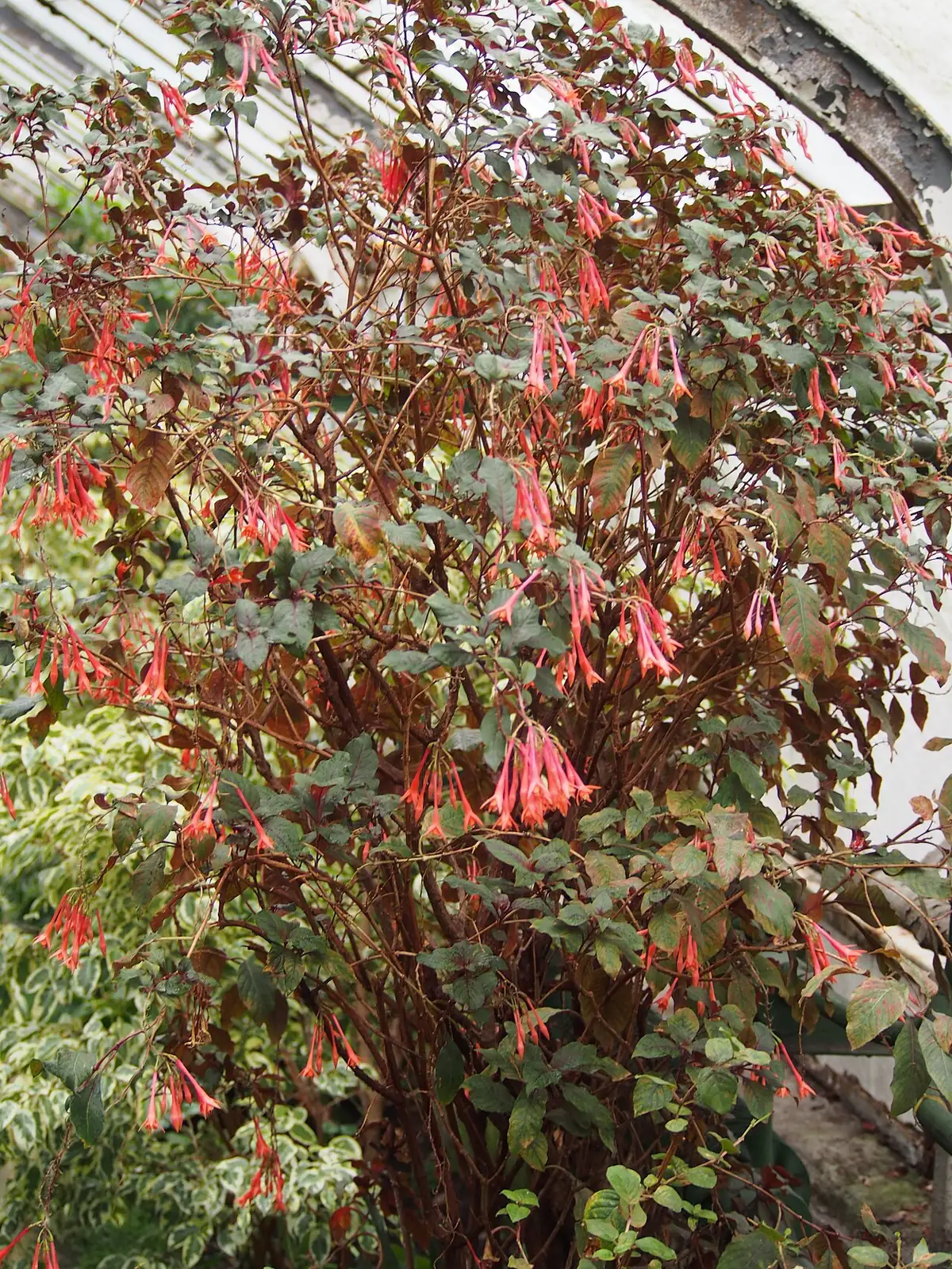 倒挂金钟 (Fuchsia × hybrida) — 更多视角