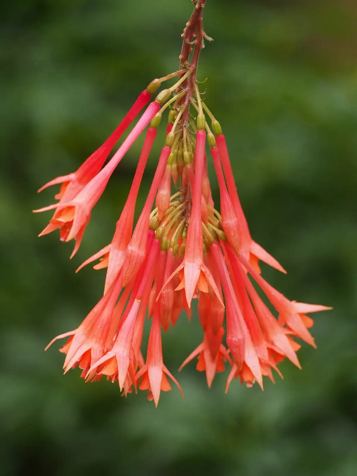 倒挂金钟 (Fuchsia × hybrida) — 更多视角