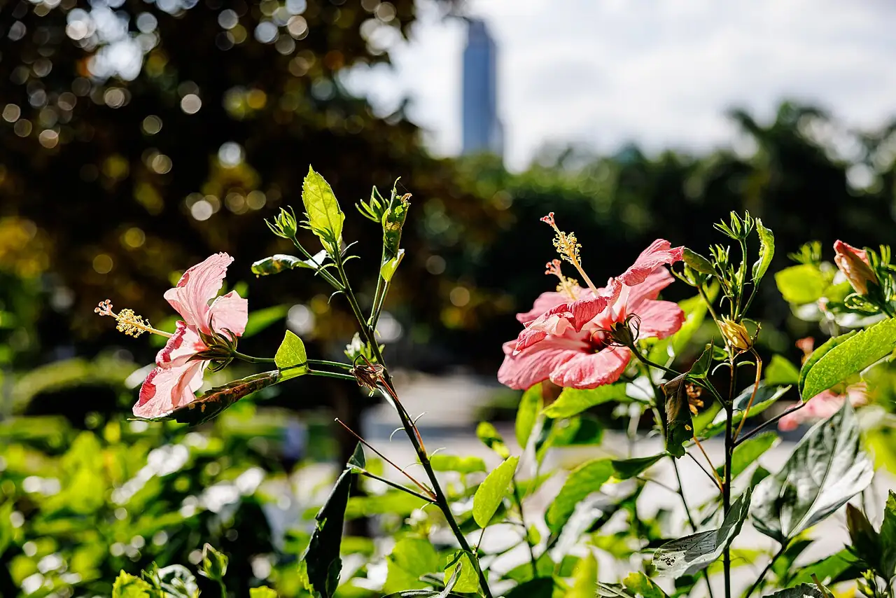扶桑 (Hibiscus rosa-sinensis) — 环境展示