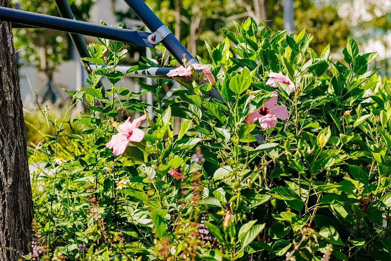 扶桑 (Hibiscus rosa-sinensis) — 更多视角