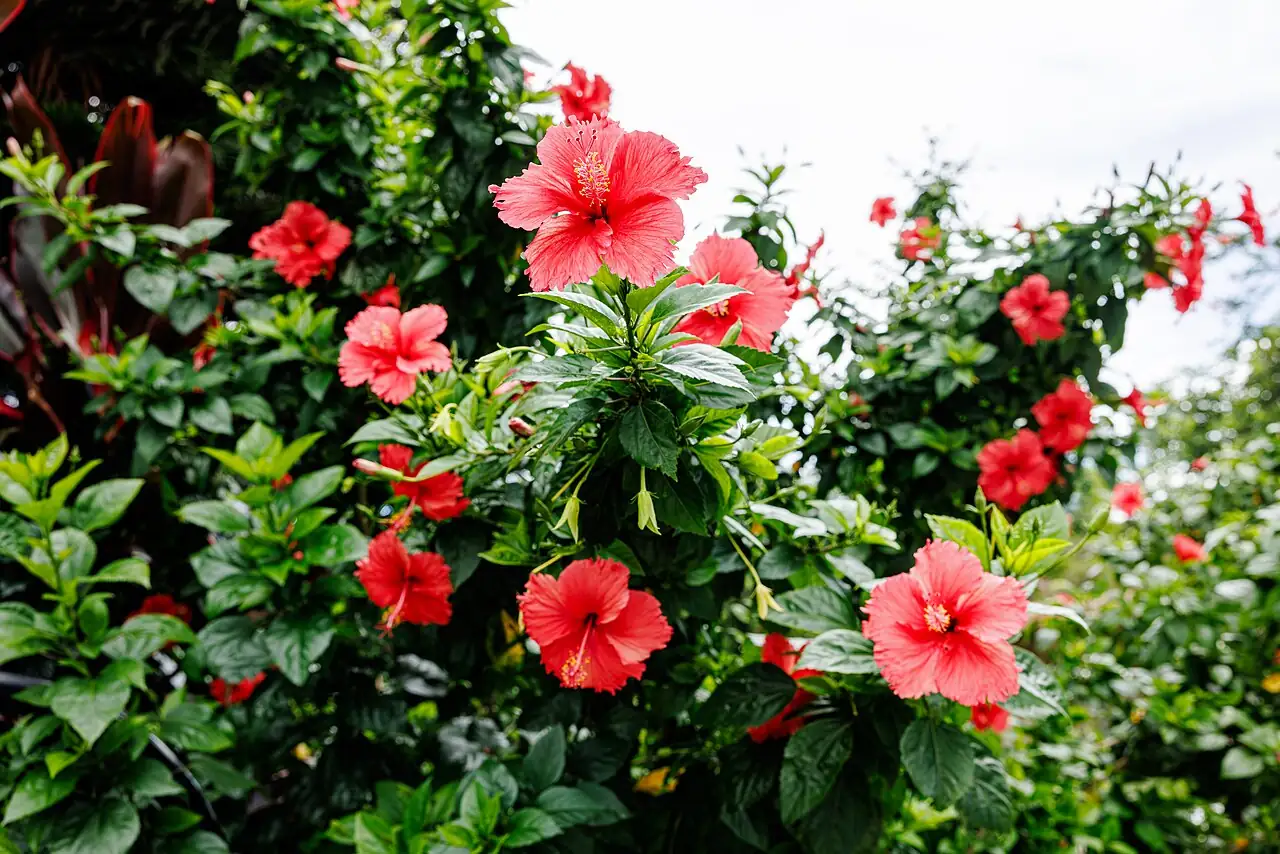 扶桑 (Hibiscus rosa-sinensis) — 更多视角