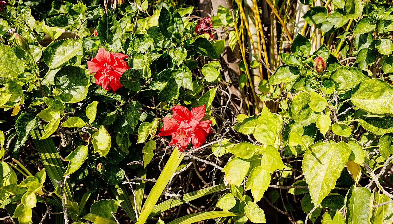 扶桑 (Hibiscus rosa-sinensis) — 更多视角
