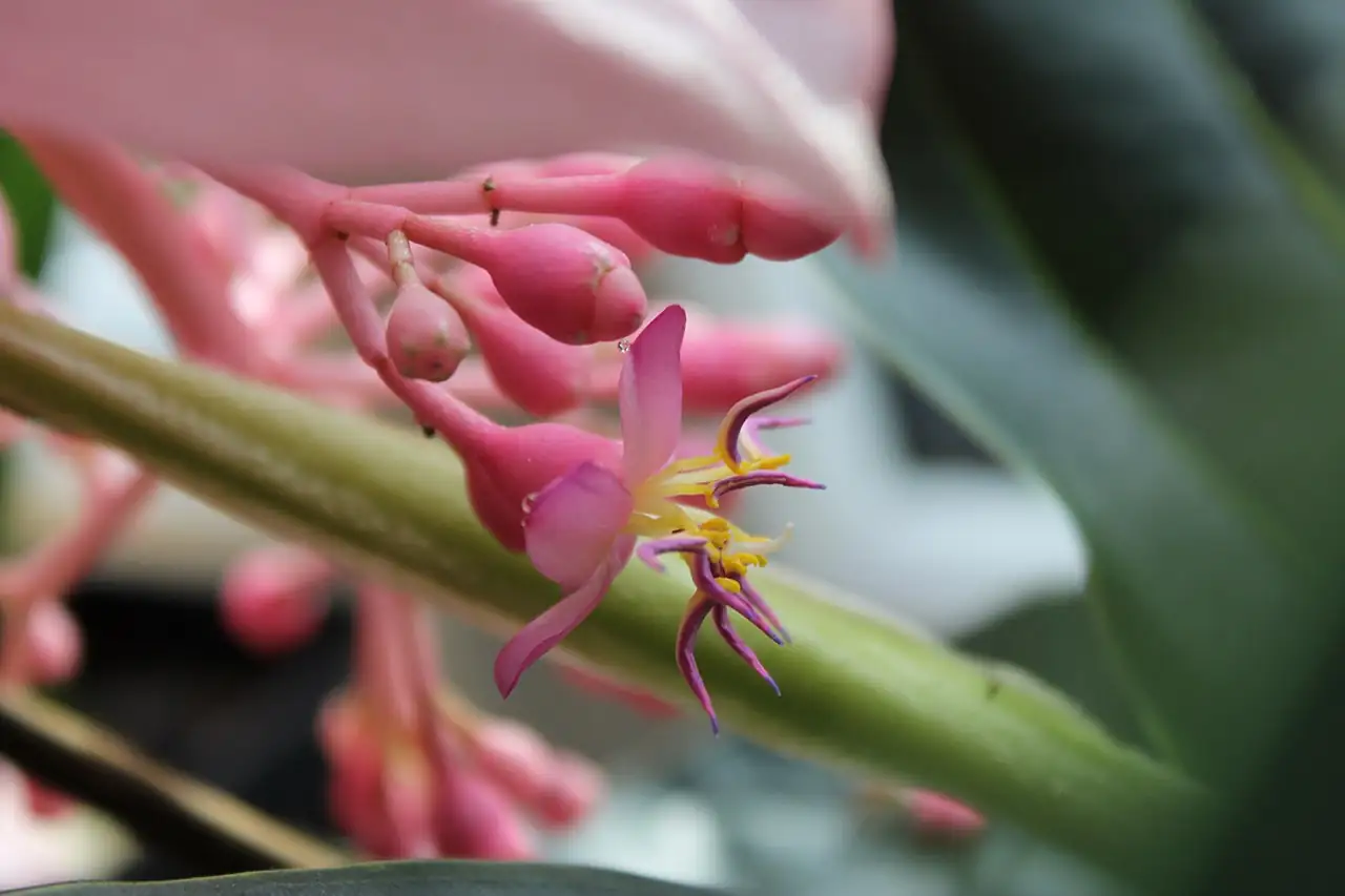 宝莲花 (Medinilla magnifica) — 更多视角