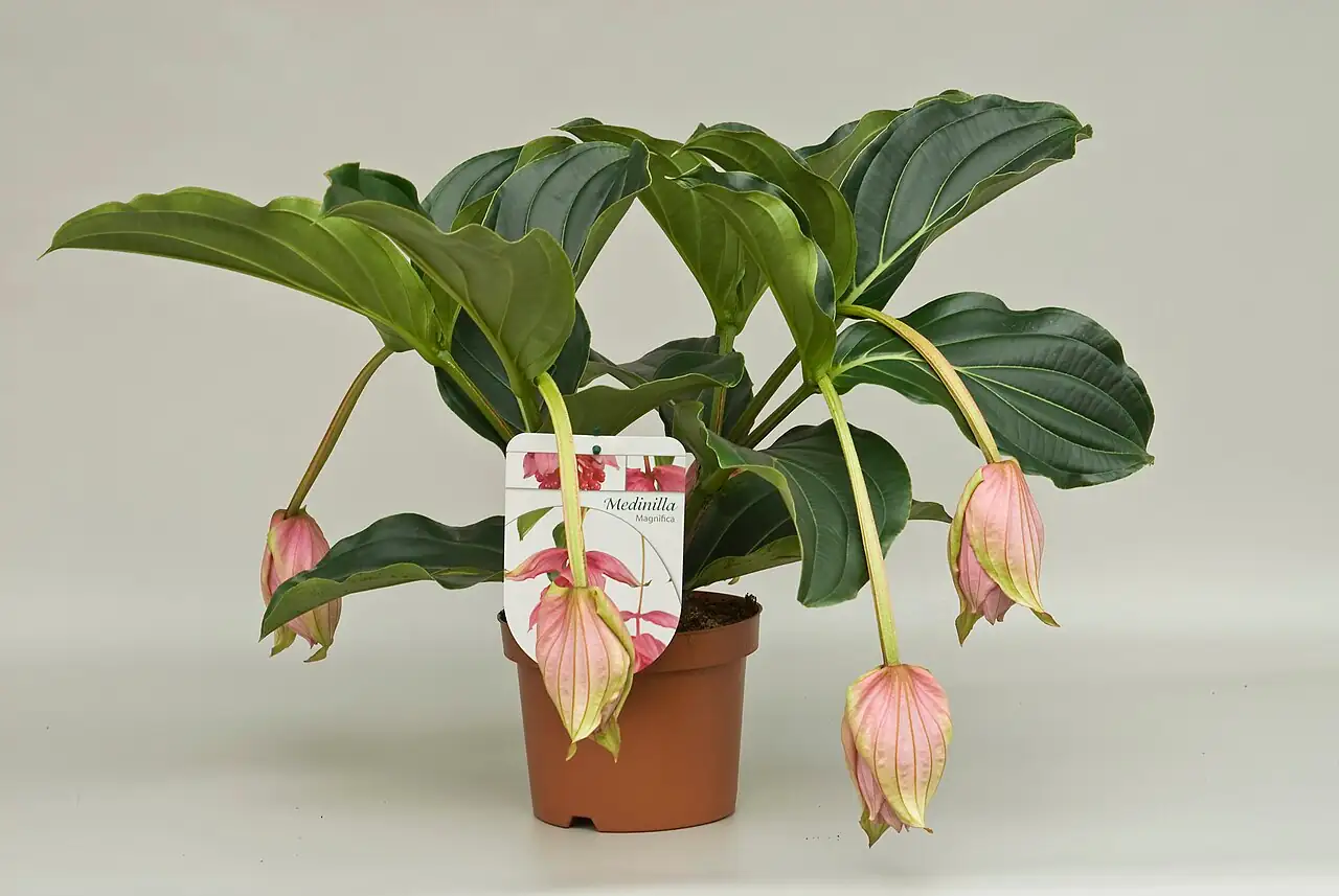 宝莲花 (Medinilla magnifica) — 更多视角
