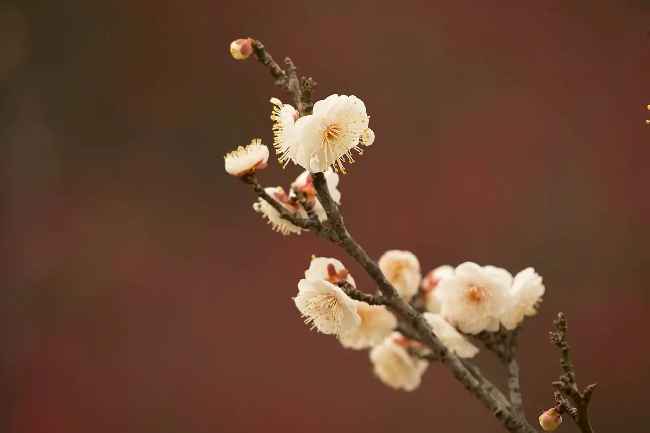 梅花 (Prunus mume) — 更多视角